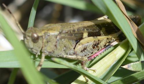 Aiolopus strepens